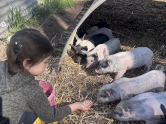 Wessex Saddle back x Berkshire Hampshire piglets