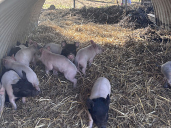 Wessex Saddle back x Berkshire Hampshire piglets