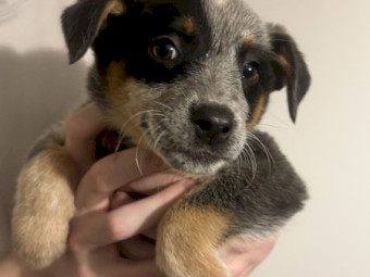 Purebred Blue Heeler Puppies (( 3 left. ))