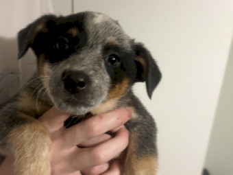 Purebred Blue Heeler Puppies (4 left)