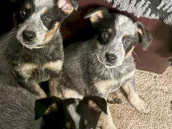 Purebred Blue Heeler Puppies (( 3 left. ))