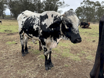 2 Year old Brahkle Bull “Cookie” NO GST