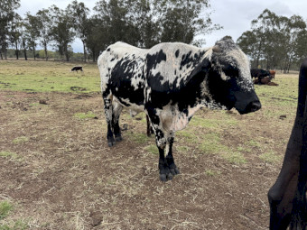 2 Year old Brahkle Bull “Cookie” NO GST