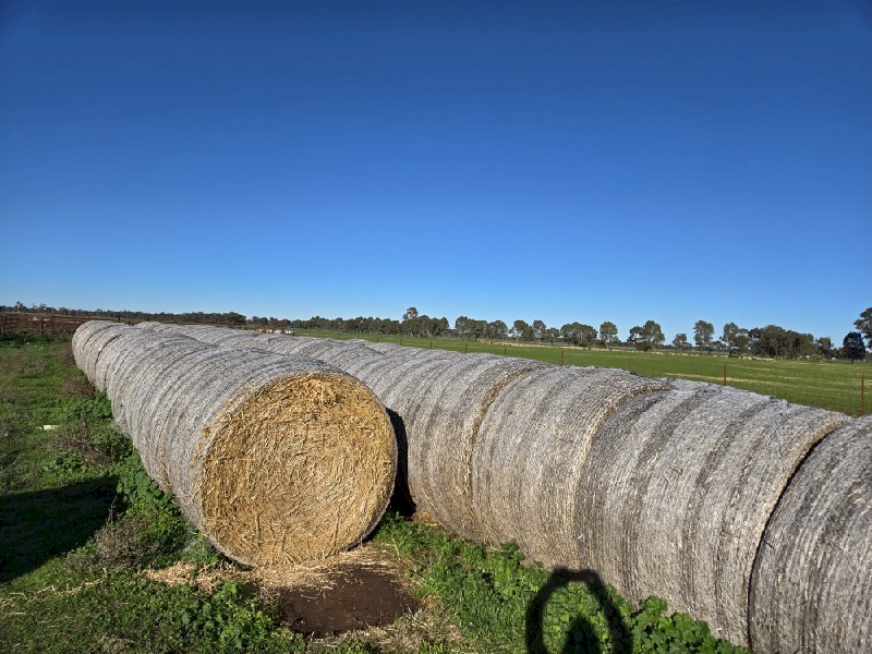 Wheat Header Tailings (80 rolls)