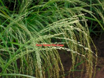 Teff Hay 8x4x3 Bales