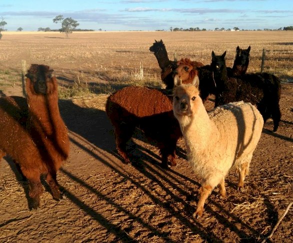 WANTED Alpacas for breeding