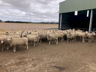 XB Ewes SIL at 152%