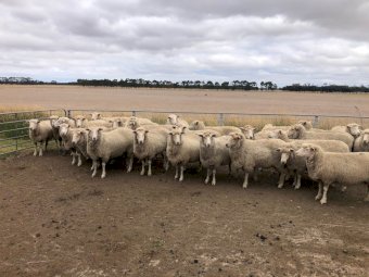 XB Ewes SIL at 152%
