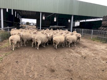 XB Ewes SIL at 152%