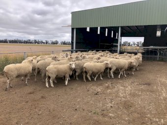 XB Ewes SIL at 152%