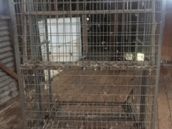 Under Auction - (A133) - Wool Pack Stand A 