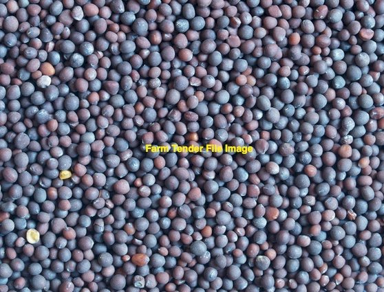 5mt Winter Active Vetch Seed