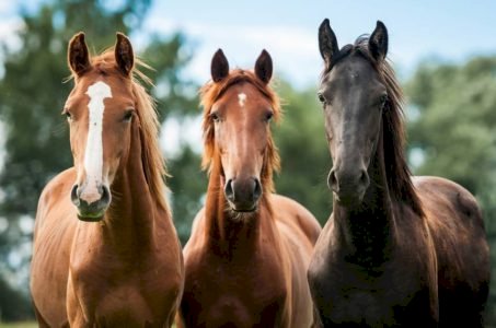 WANTED Buy or offer perfect home for retirement for ASHS or AQHA mare x 2 or Geldings