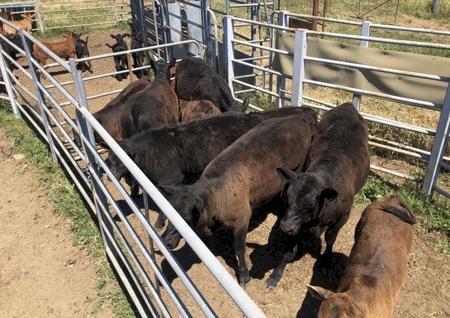 Angus and Angus X Cows PTIC to a Limousin bull