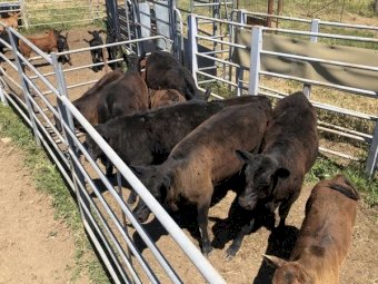 Angus and Angus X Cows PTIC to a Limousin bull