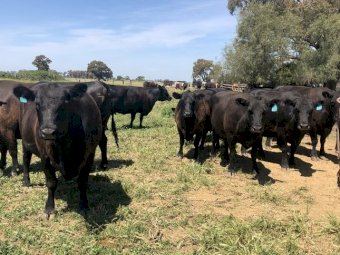 Angus and Angus X Cows PTIC to a Limousin bull