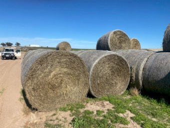 Wheaten Hay Rolls