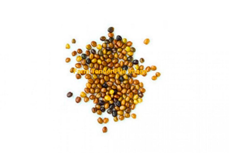 Balansa Clover Seed