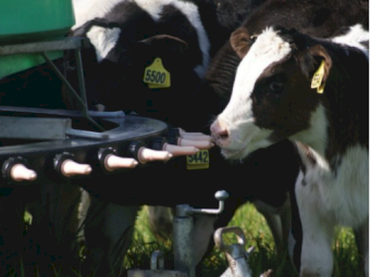 Spring Promo - 400ltr Mobile Gravity Calfaterias - 50 Teat Feeder **Save $900.00**