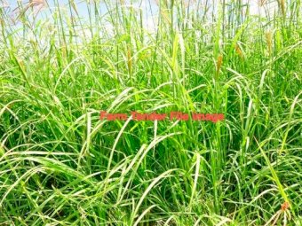 Irrigated Large Fine Cut Rhodes Hay Bales
