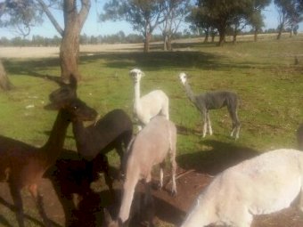 Alpacas Female x 6