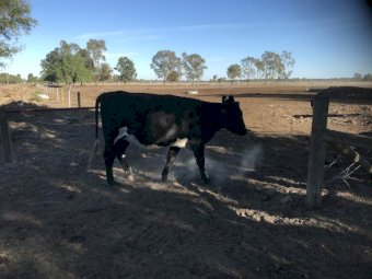 3 Cows PTIC