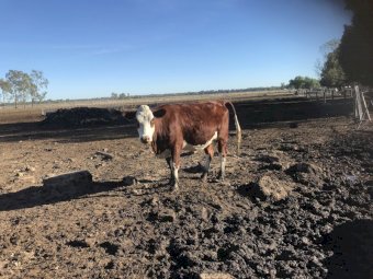 3 Cows PTIC