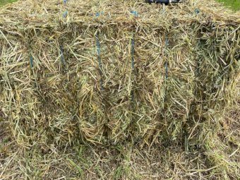 160mt Oaten Vetch Hay 580-600kg 8x4x3 Bales + Freight
