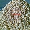 WANTED 120+mt Large Albus Lupins