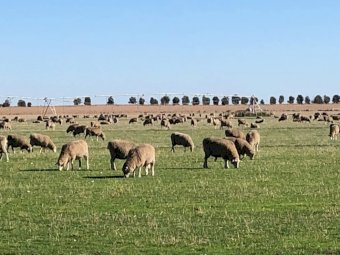 9mt Premium Italian Ryegrass Seed