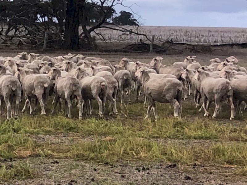 650 SIL Glendemar Multi Purpose Merino Ewes