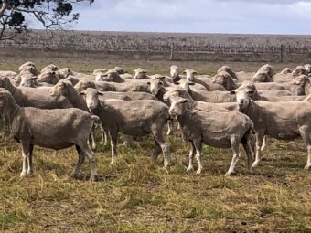 650 SIL Glendemar Multi Purpose Merino Ewes