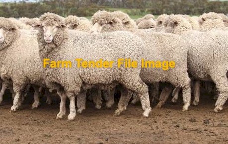 Mixed aged SIL Merino Ewes