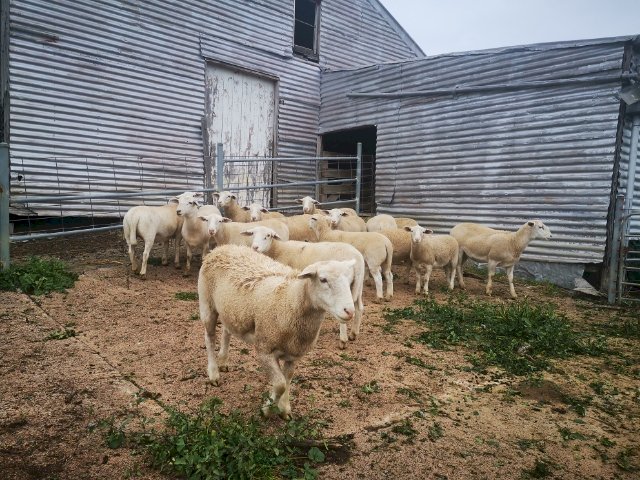 Dorper Ewes 6 months old
