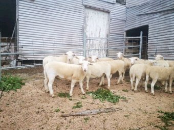 Dorper Ewes 6 months old