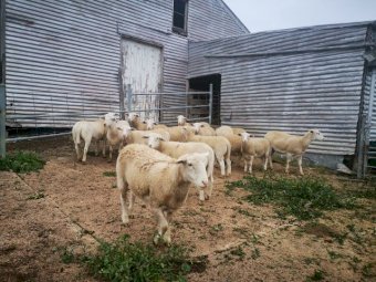 Dorper Ewes 6 months old