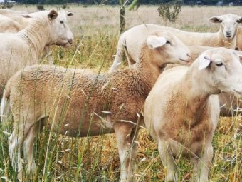 Dorper Ewes 6 months old