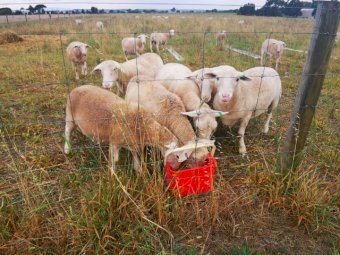Dorper Ewes 6 months old