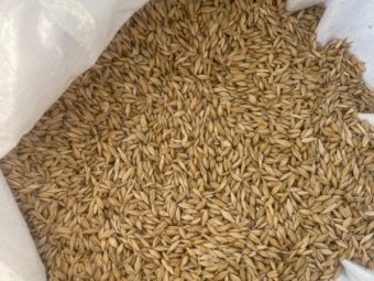Barley Seed  suitable for Hay