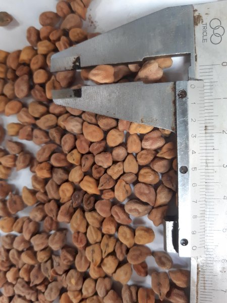 Desi chick peas
