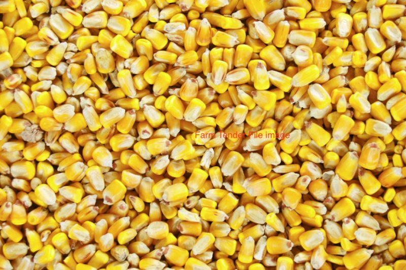Corn   500 mt. Expressions of interest
