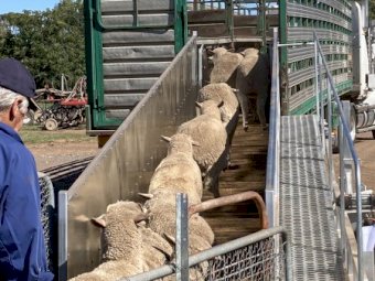 8 Metre Mobile Sheep Ramp