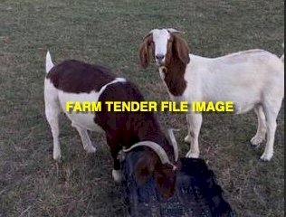 Nanny Goats x 20