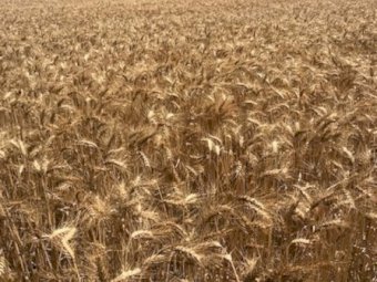 Expressions of Interest – Contract Harvesting Services