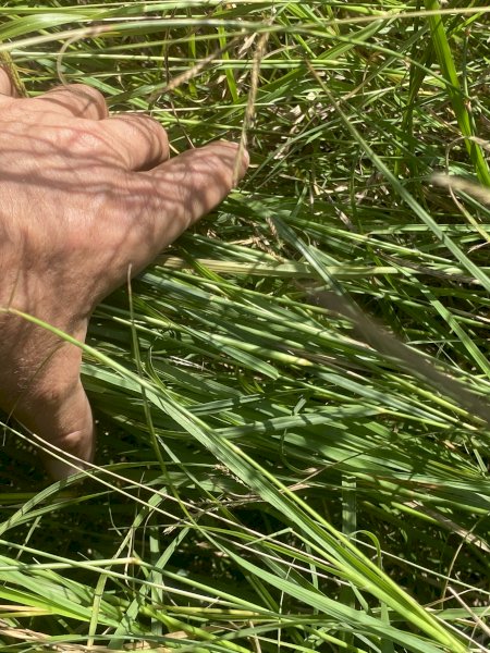 Prime Rhodes Grass Hay 8x4x3 Bales suitable for performance horse industry