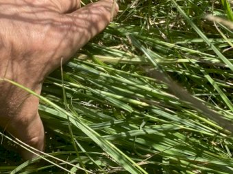 Prime Rhodes Grass Hay 8x4x3 Bales suitable for performance horse industry