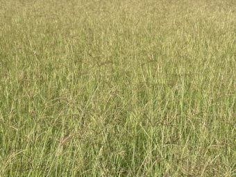Prime Rhodes Grass Hay 8x4x3 Bales suitable for performance horse industry