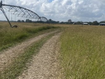 Prime Rhodes Grass Hay 8x4x3 Bales suitable for performance horse industry