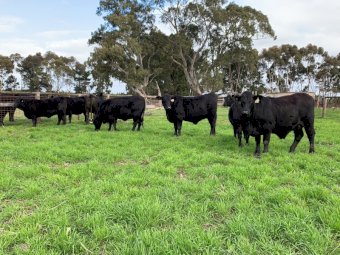 9 x Ultrablack Heifers PTIC to Angus Bull