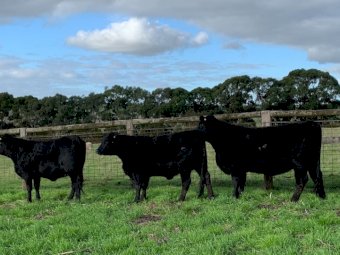 9 x Ultrablack Heifers PTIC to Angus Bull